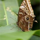 Morphos - sind von aussen ..