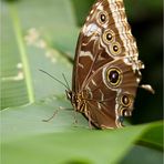 Morphos - sind von aussen ..