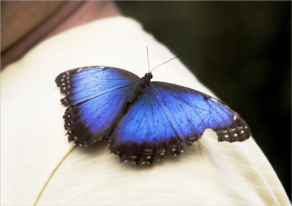 Morphos - sind von innen ..