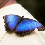 Morphos - sind von innen ..