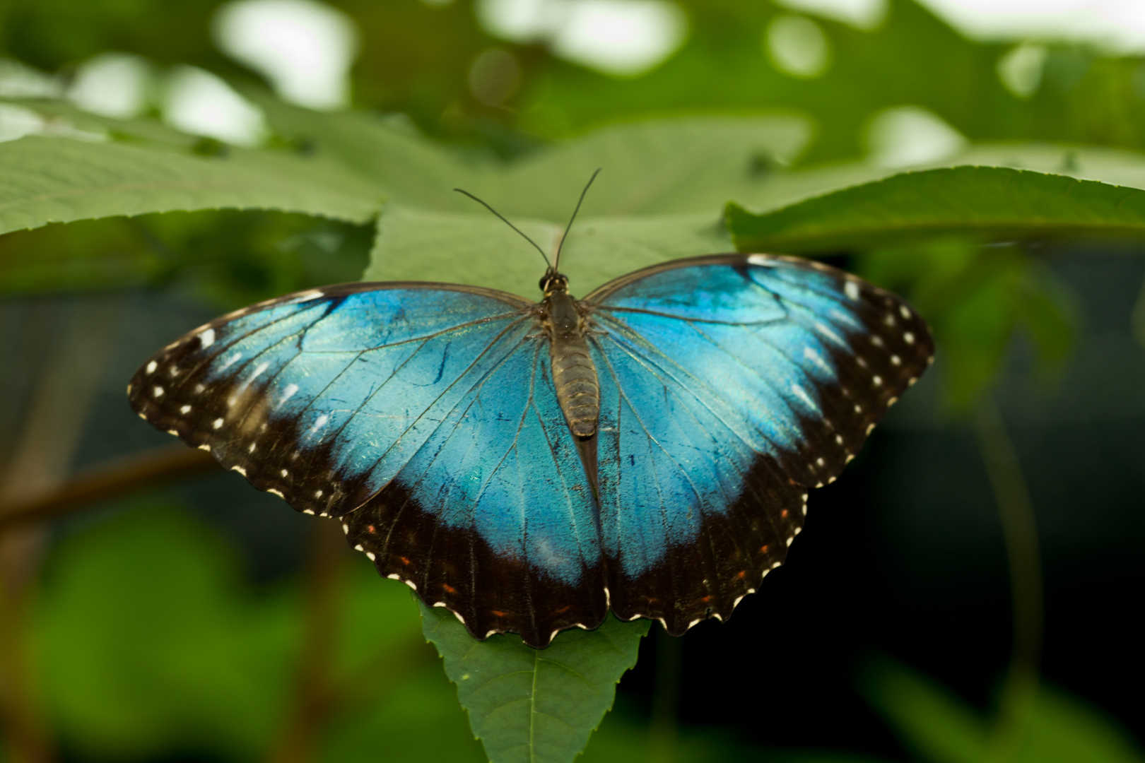 Morphus Schmetterling (Oberseite)