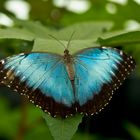 Morphus Schmetterling (Oberseite)