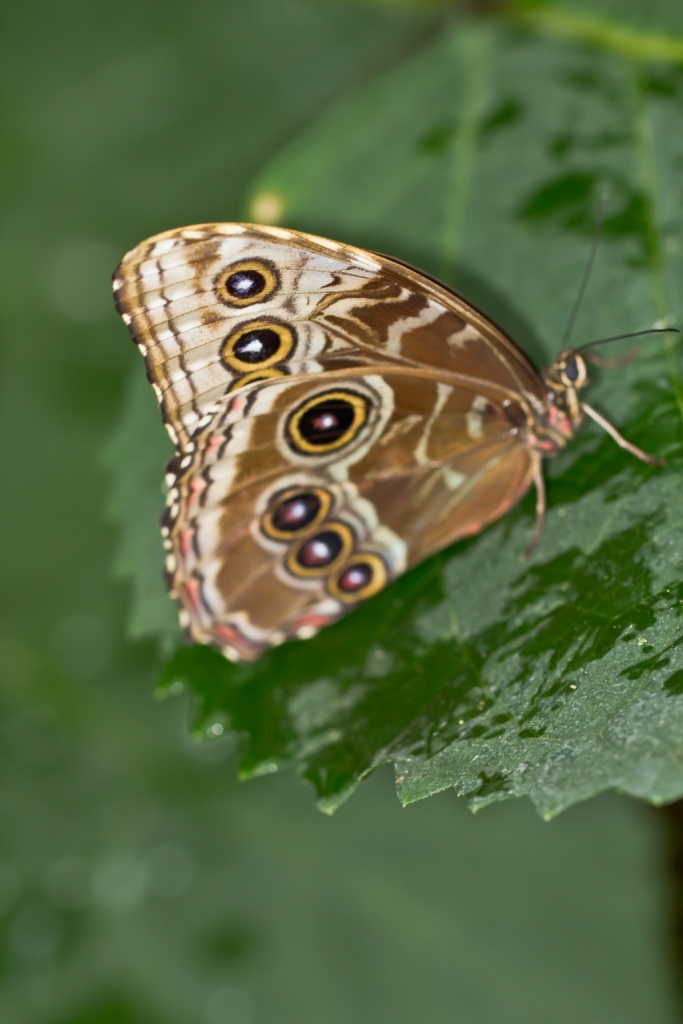 Morphus Schmetterling (Unterseite)