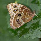 Morphus Schmetterling (Unterseite)