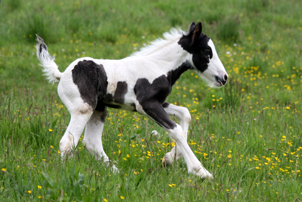 Morris, der kleine Tinker-Hengst