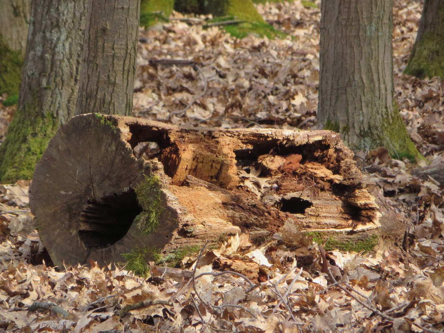 Morscher Baumstumpf