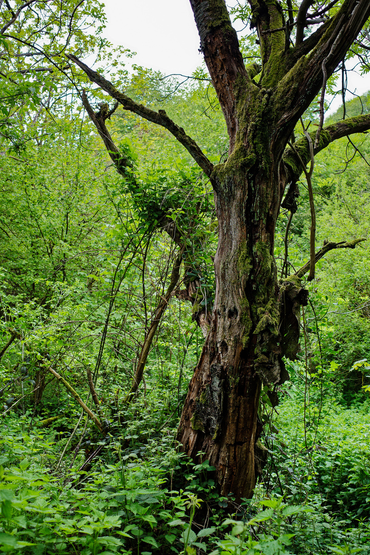 Morscher Kirschbaum