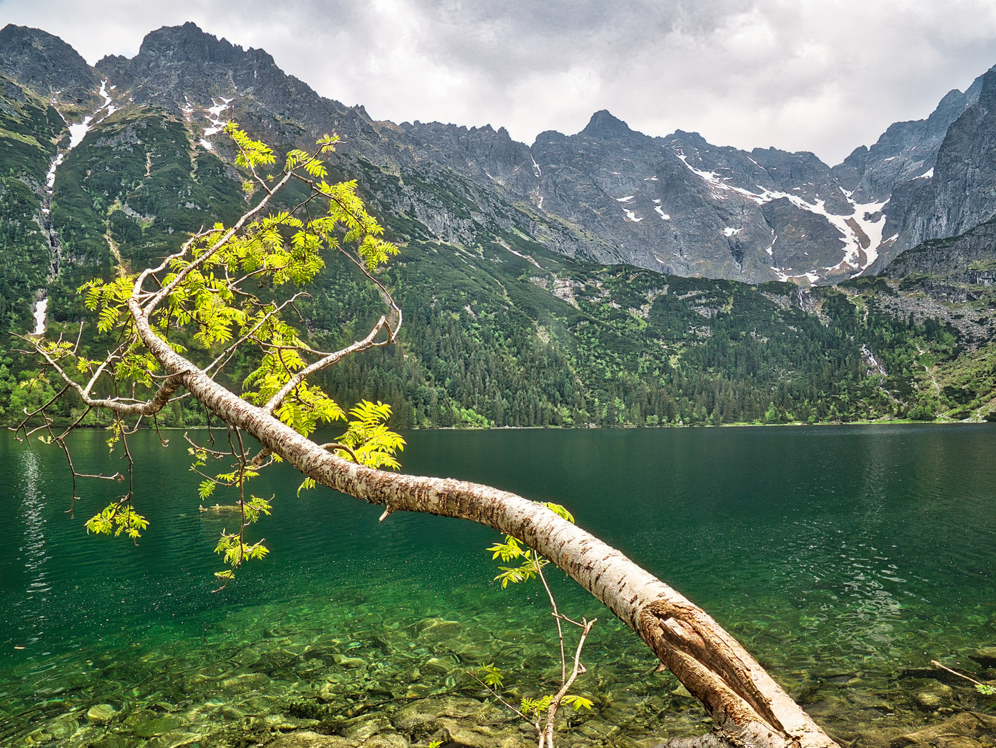 Morskie Oko mit Ast