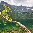 Morskie Oko mit Ast