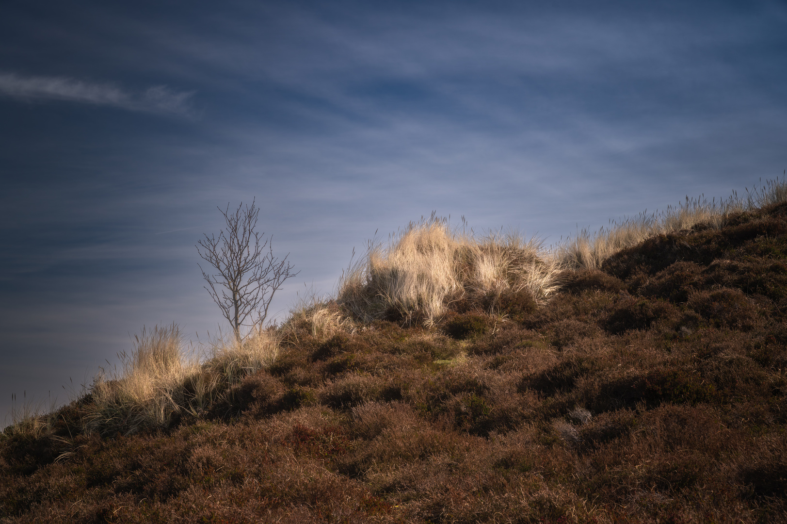 Morsum Kliff - Heide auf der Düne