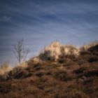 Morsum Kliff - Heide auf der Düne