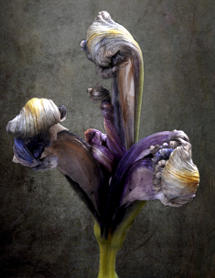 Mort d'un iris