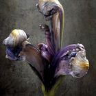 Mort d'un iris