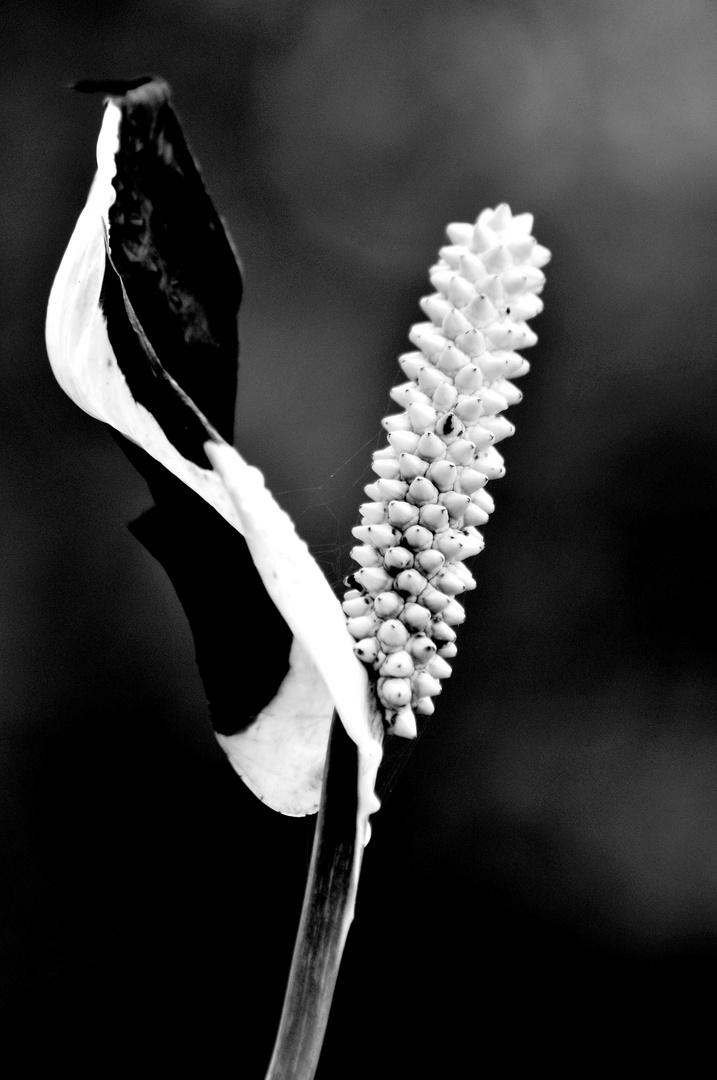 mort programée d'une fleur blanche