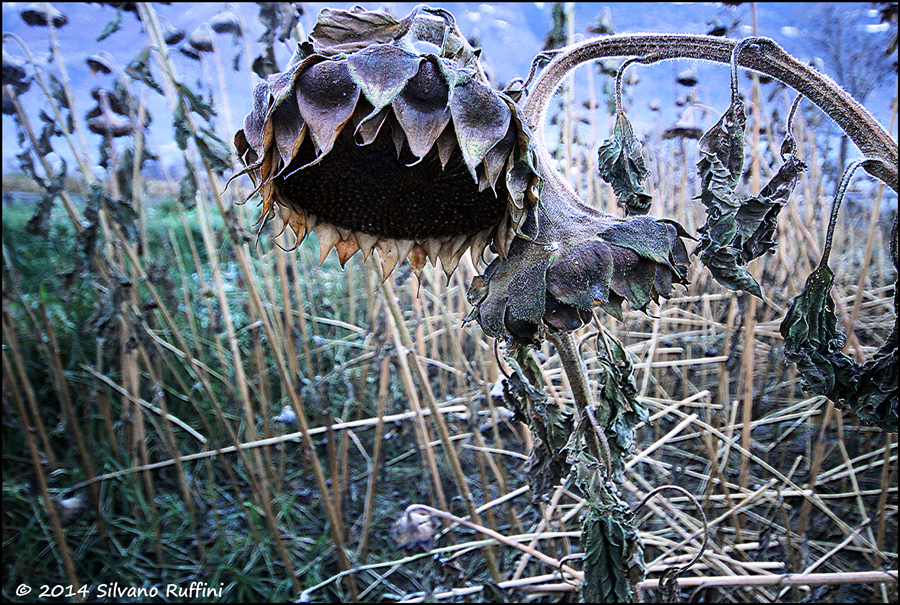 ... MORTE DI UN FIORE ...