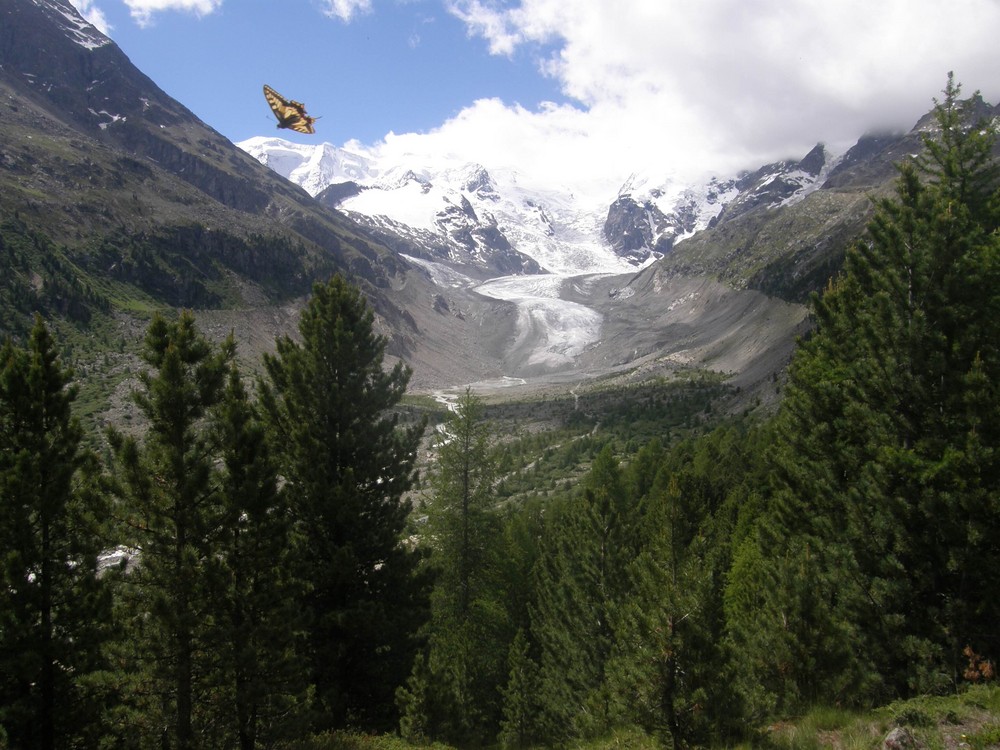 Morteratsch Gletscher mit Schmetterling