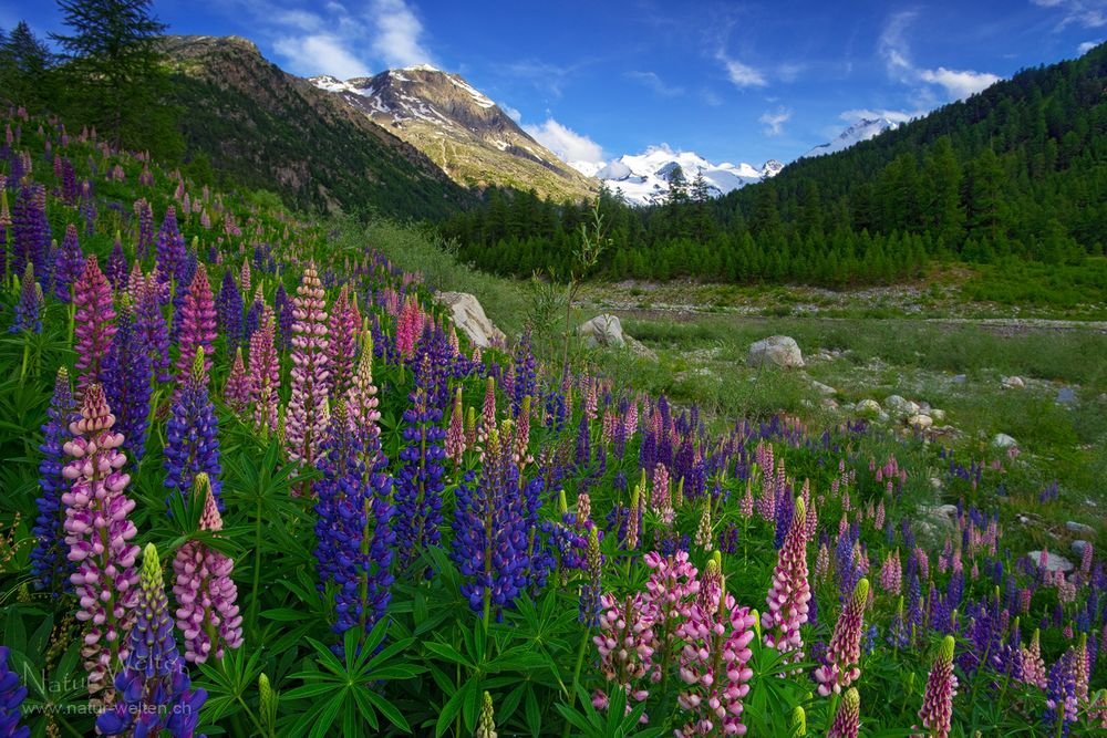 Morteratsch und seine Lupinen