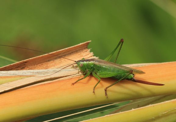 Mortz den Stachel...