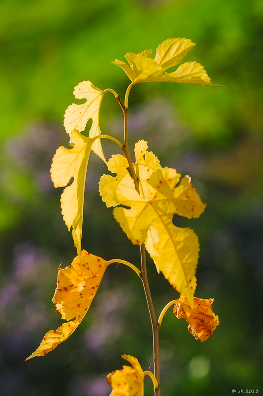 Morus Herbst