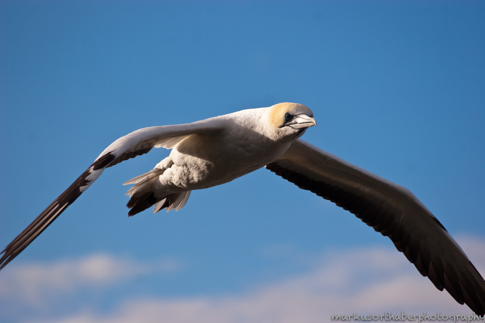 Morus Serrator im Flug