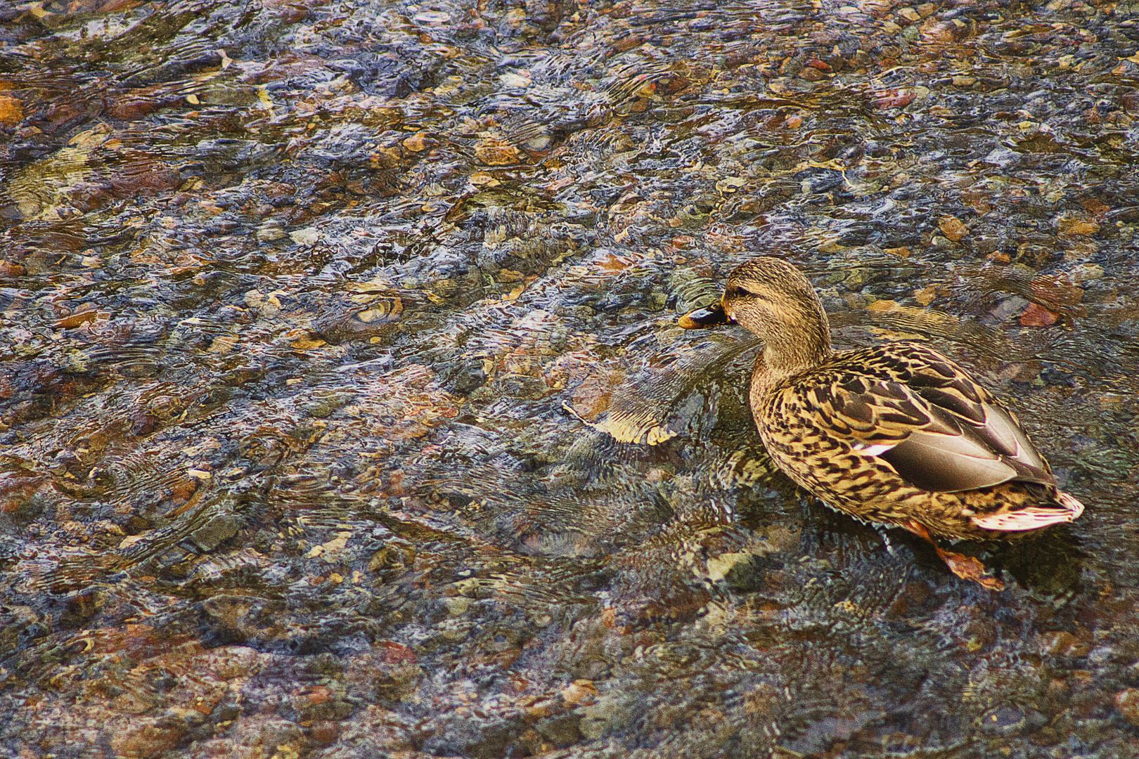 Mosaico natural