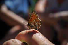 MOSAICO NATURALE.