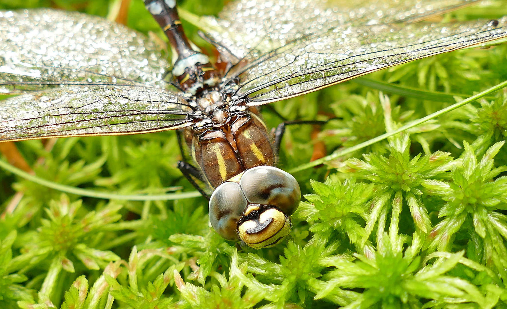 Mosaik - Jungfer