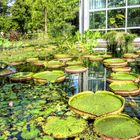 Mosaik Seerosen-Lotos im Palmengarten Frankfurt