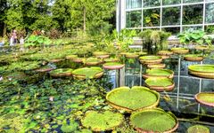 Mosaik Seerosen-Lotos im Palmengarten Frankfurt