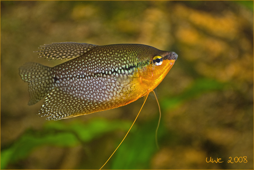 Mosaikfadenfisch (Trichogaster leerii) in Paarungsstimmung...