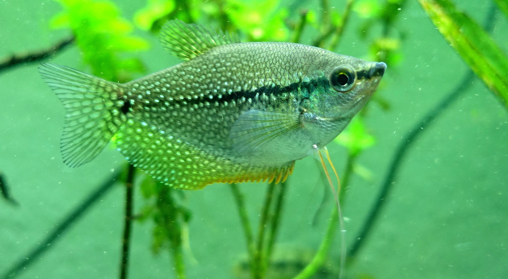 Mosaikfadenfisch - Weibchen