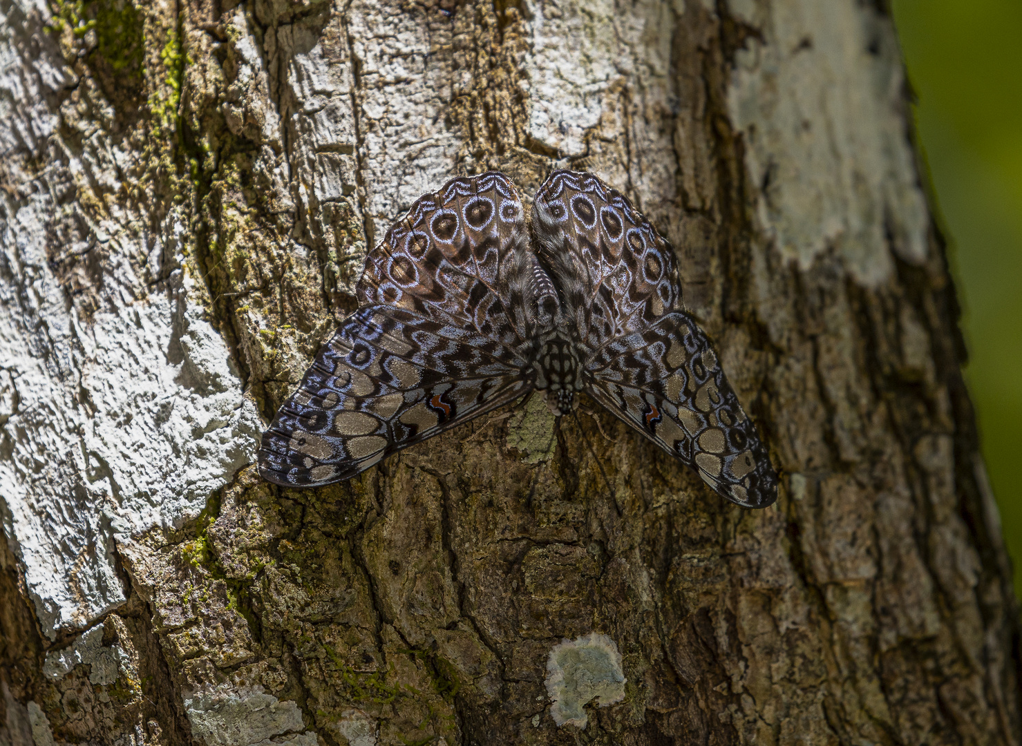 Mosaikfalter (genauer - hamadryas feronia farinulenta)