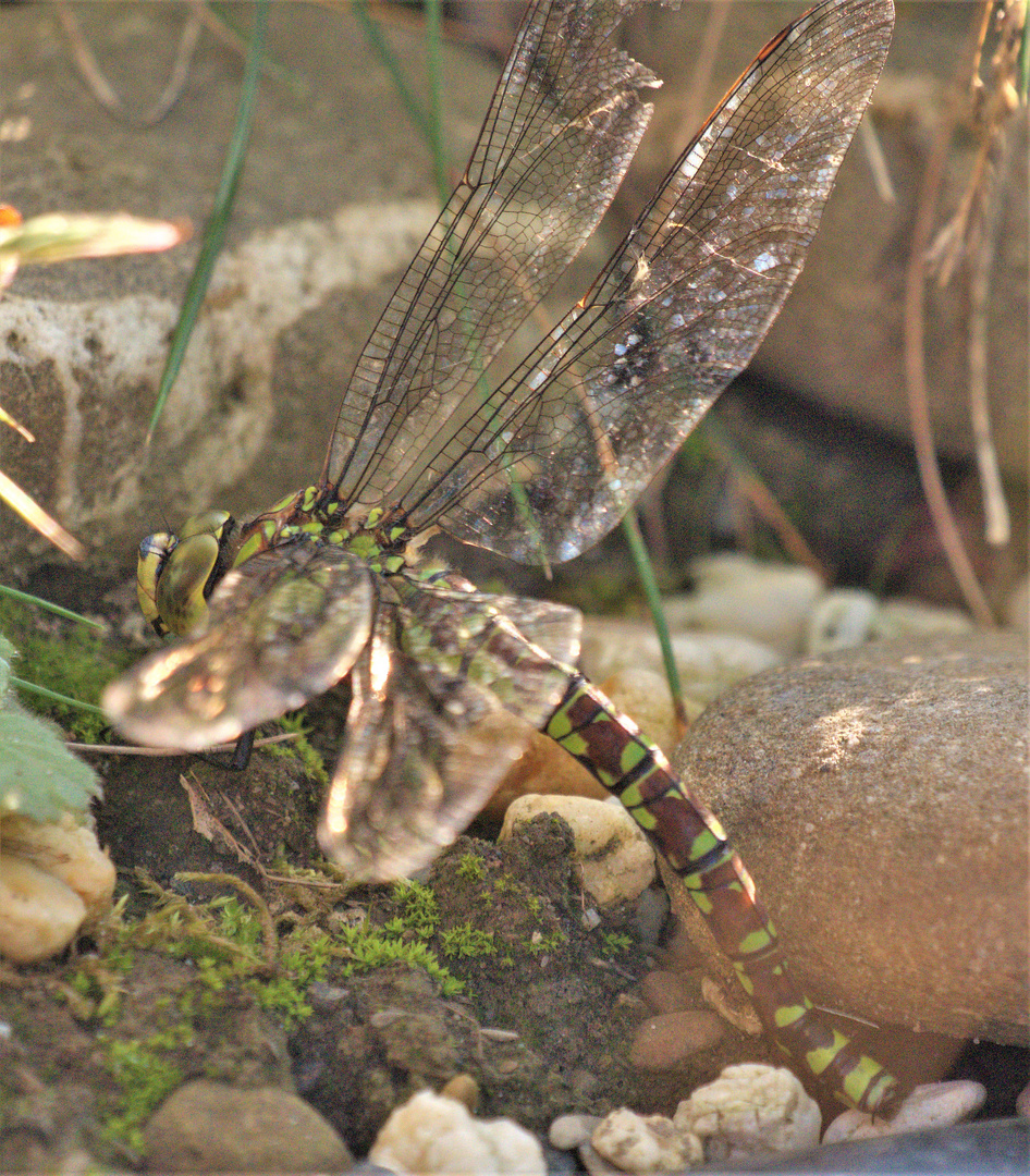 Mosaikjungfer