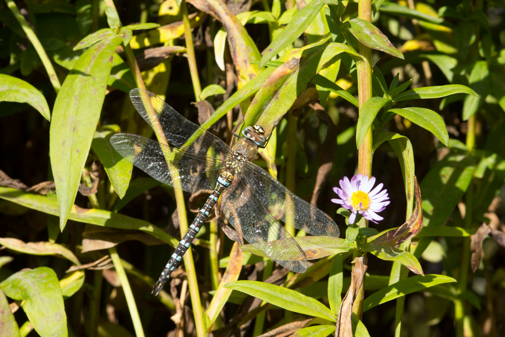 Mosaikjungfer 