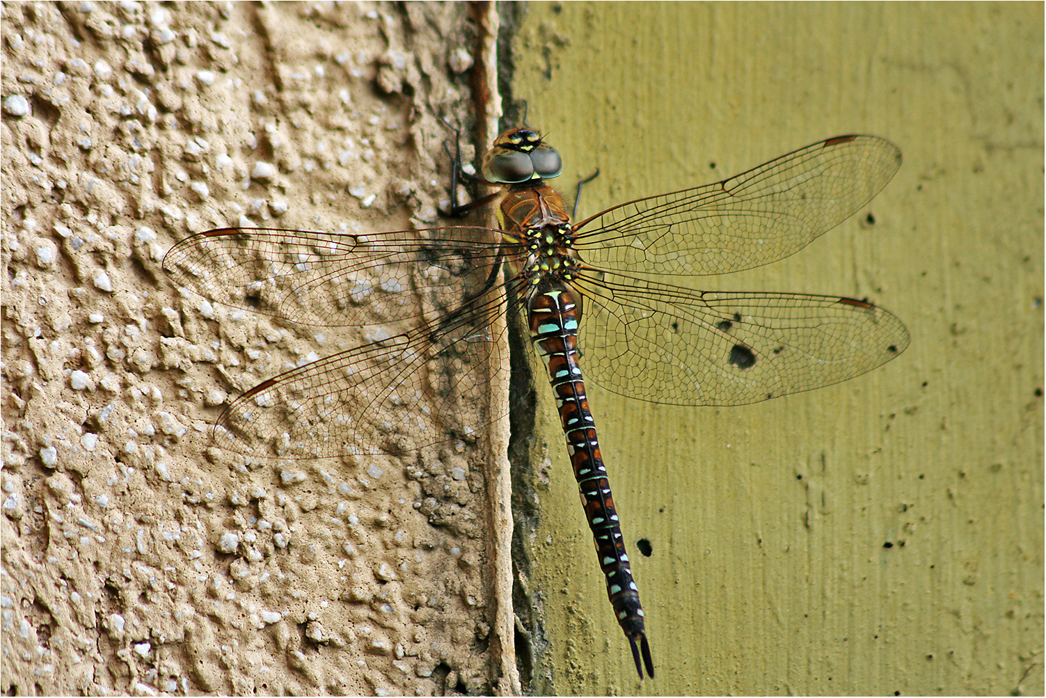 Mosaikjungfer