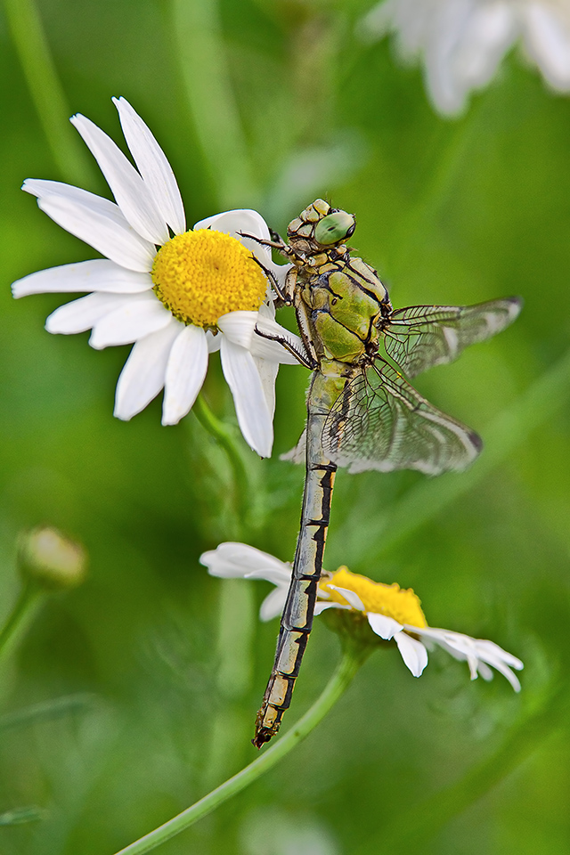 Mosaikjungfer