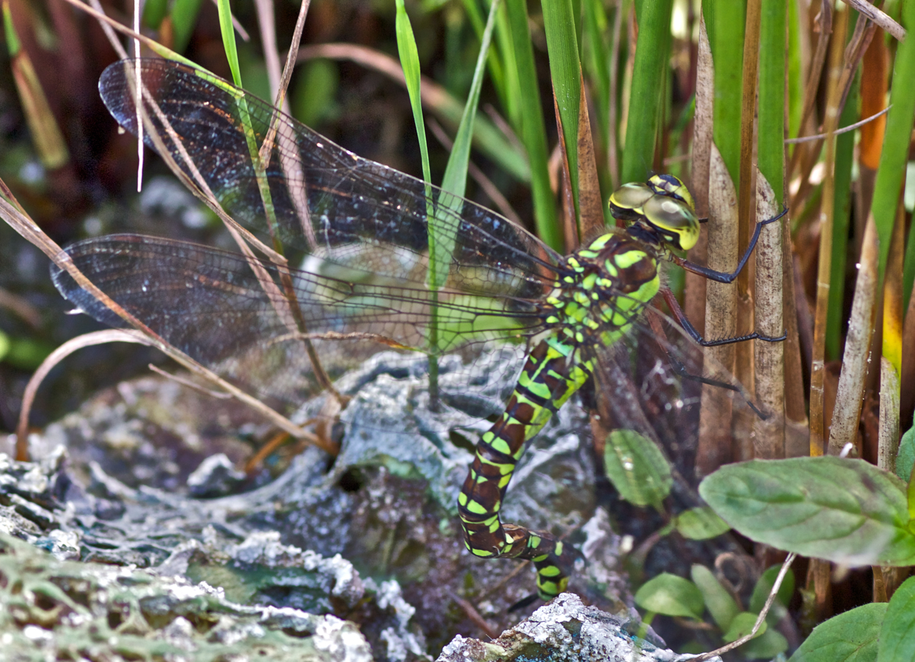 Mosaikjungfer