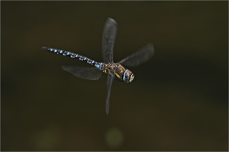 Mosaikjungfer (Aeshna mixta)