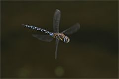 Mosaikjungfer (Aeshna mixta)