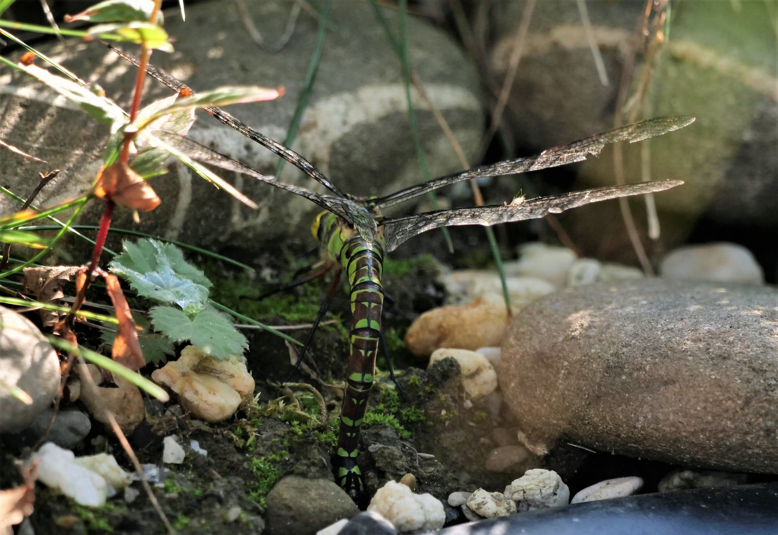 Mosaikjungfer, bei der Eiablage.