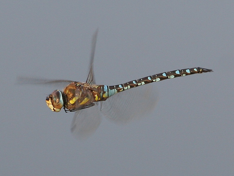 Mosaikjungfer - Flugstudie