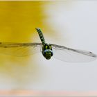 Mosaikjungfer im Anflug