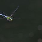 Mosaikjungfer im Anflug