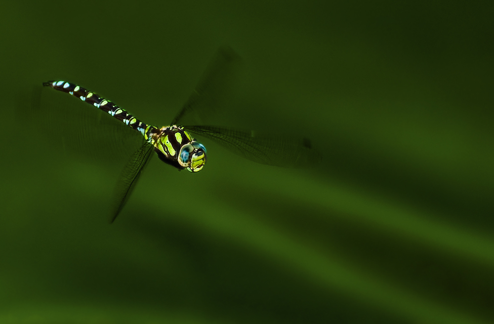 Mosaikjungfer im Flug