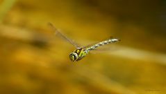 Mosaikjungfer im Flug