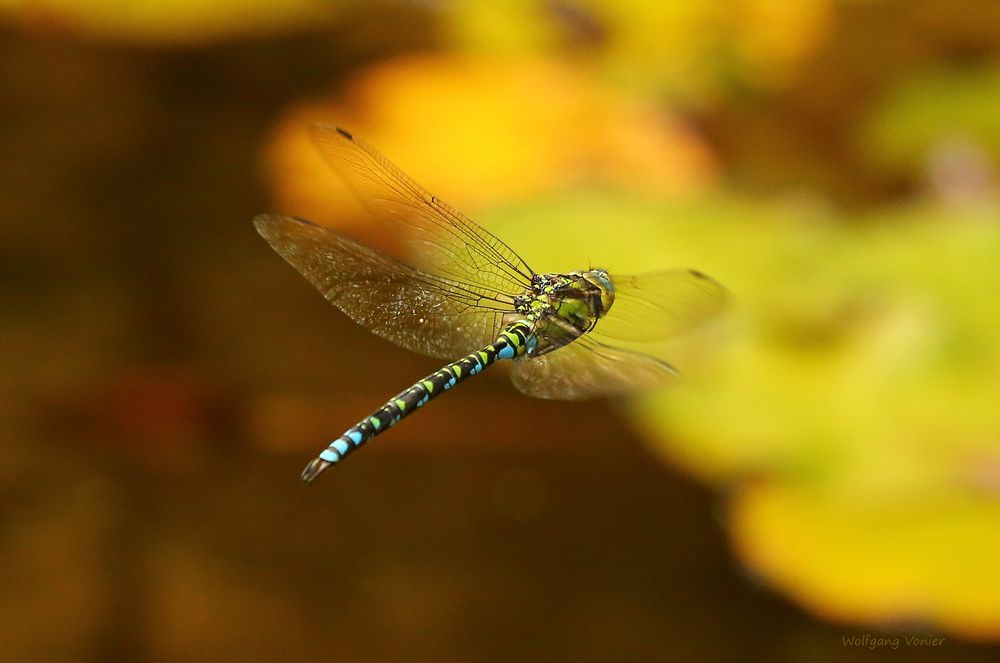 Mosaikjungfer im Flug