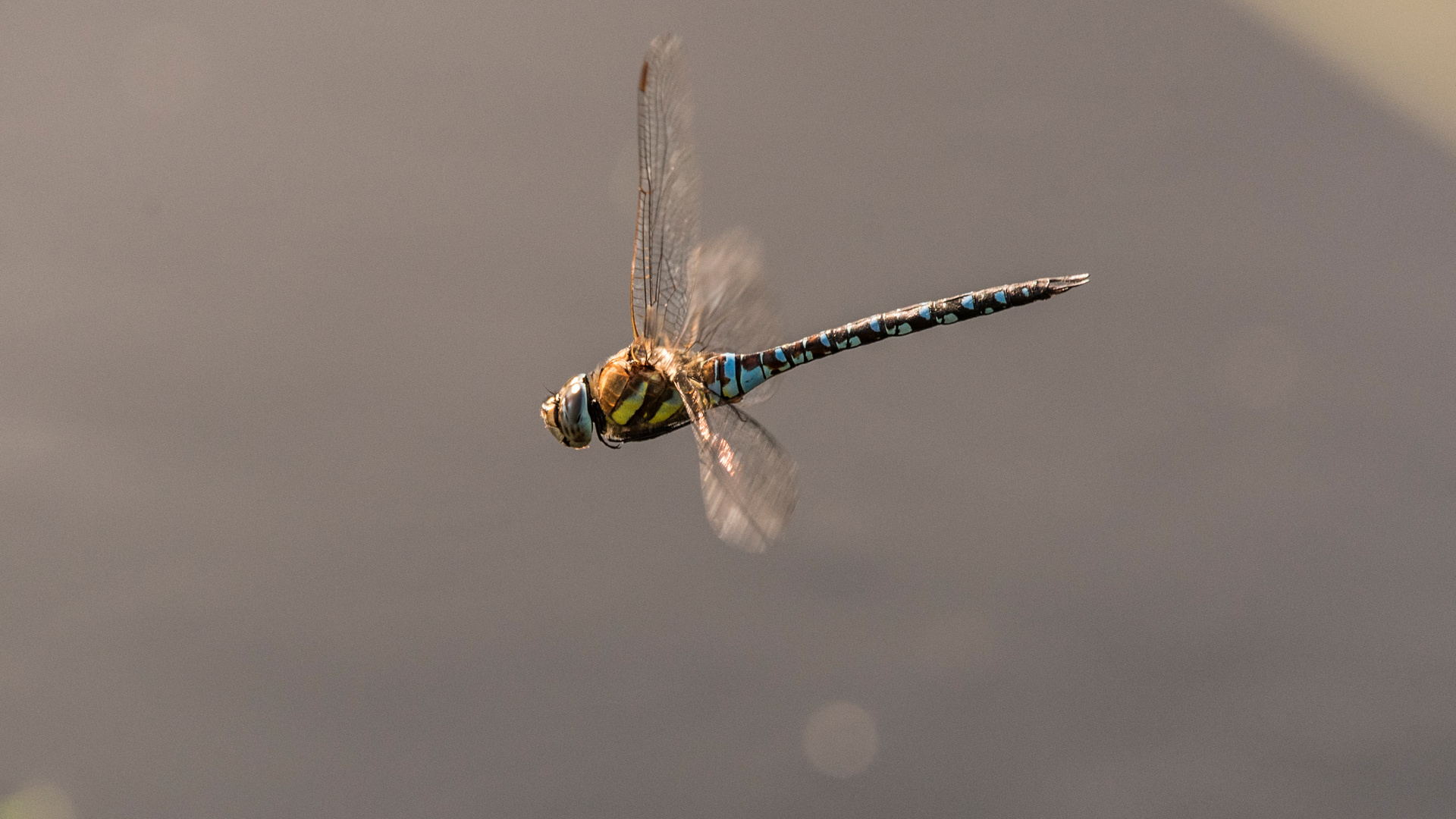 Mosaikjungfer im Flug