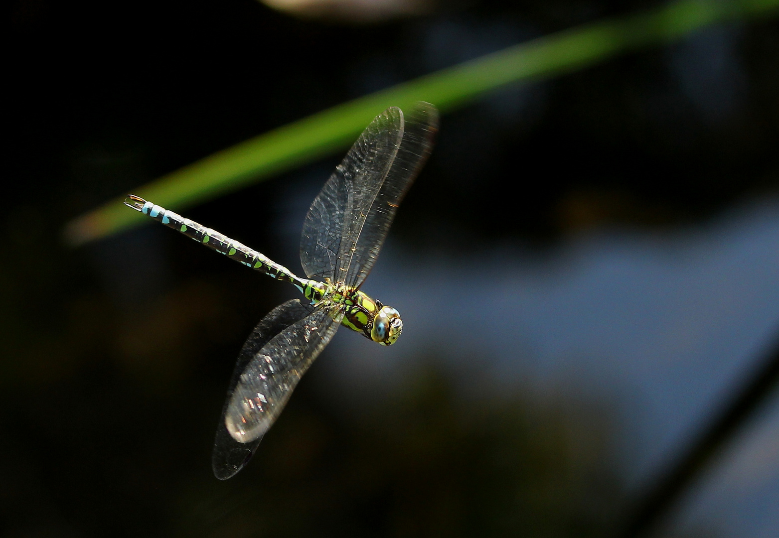 Mosaikjungfer im Flug