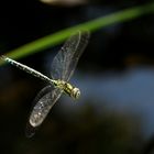 Mosaikjungfer im Flug