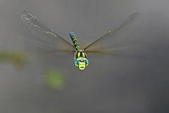 Mosaikjungfer im Flug 2